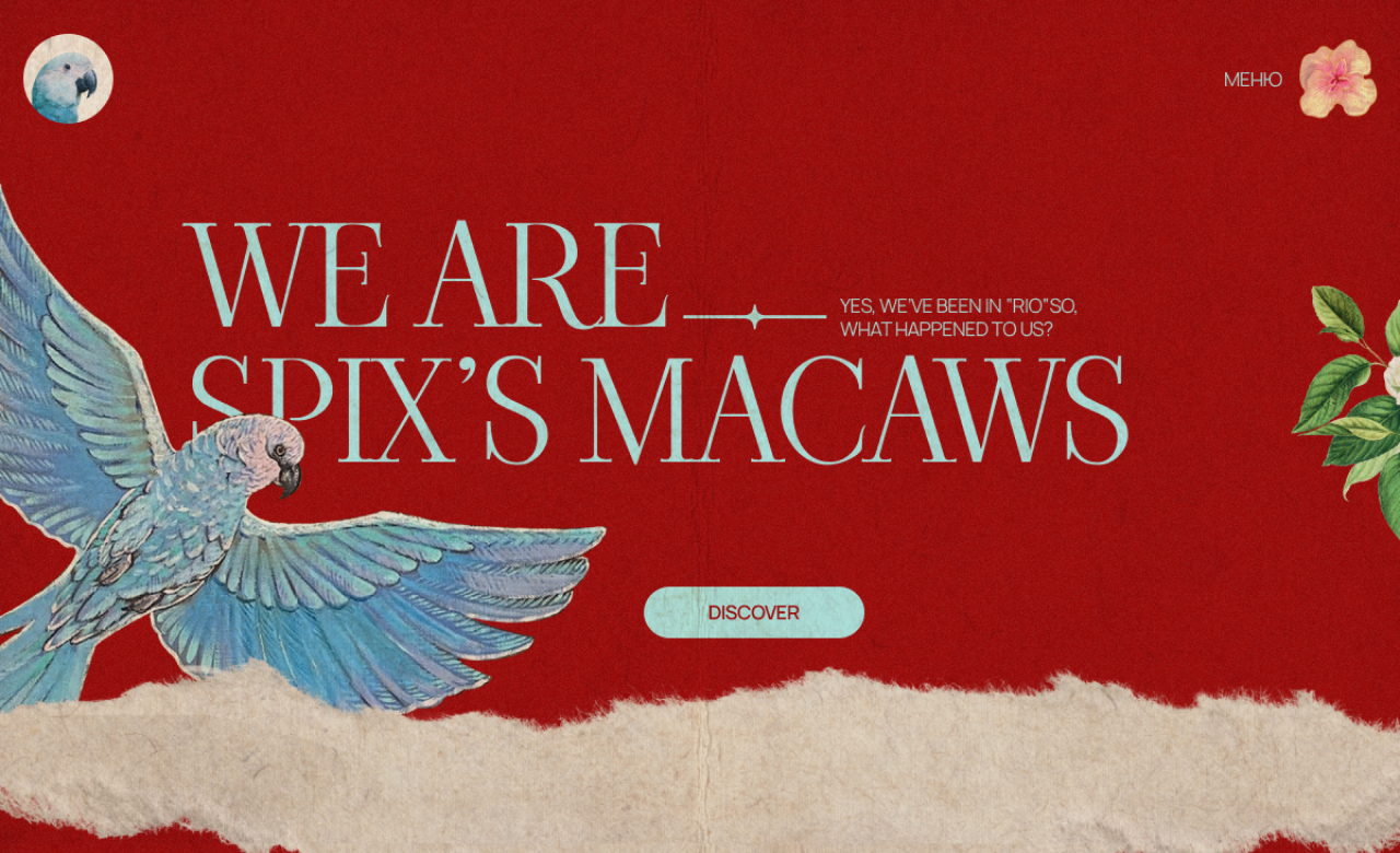 Spixs Macaws