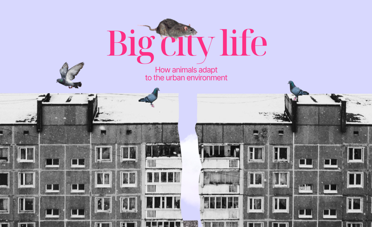 Big City Life